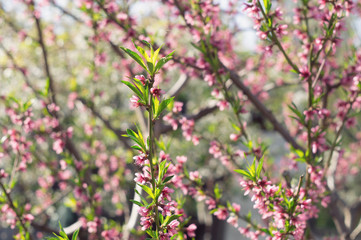 Blooming pink peach twigs in spring