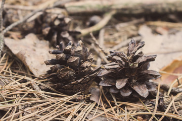 Pine cone on dry needles close up. Nature closeup. Brown pinecone macro. Autumn forest background. Forest details. 