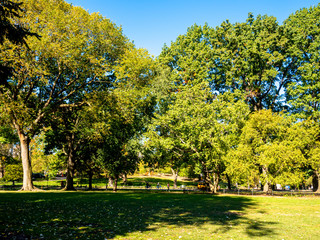 Obraz premium trees in Central Park, New York on a sunny fall day