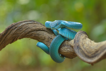 trimesurus insularis