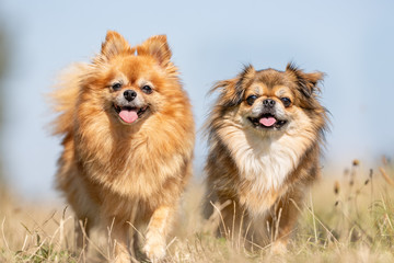 Portrait of a happy dog