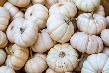 A full frame photograph of white pumpkins for sale on a farmers market stall