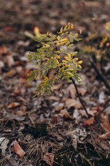 leaves of a tree