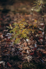 autumn leaves on tree