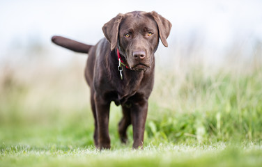 Portrait of a happy dog