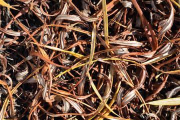 Willow dry brown, orange and yellow leaves and some branches on the ground. Warm colors and curved forms. Autumn nature background