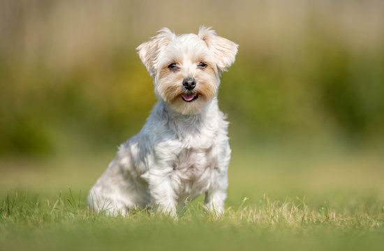 Portrait of a happy dog