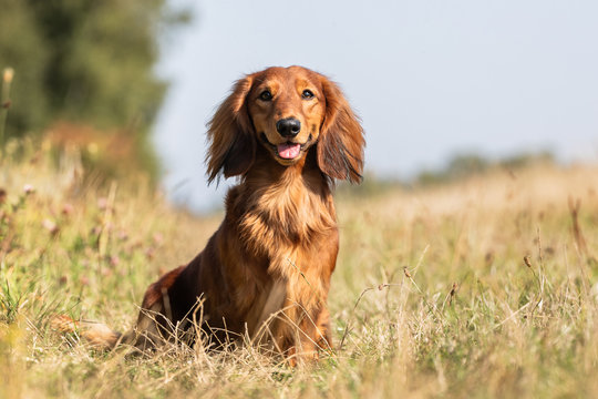 Portrait of a happy dog