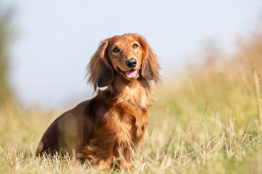 Portrait of a happy dog