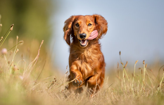 Portrait of a happy dog