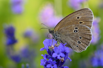 Schmetterling Natur