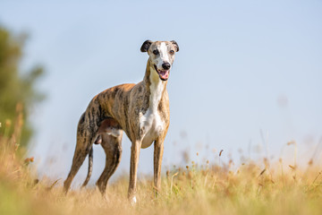 Portrait of a happy dog