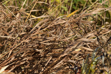 Dry laid grass texture. Autumn sedge background