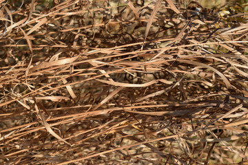 Dry laid grass texture. Autumn sedge background