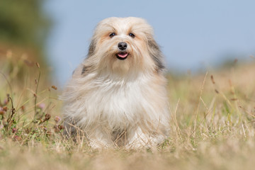 Portrait of a happy dog