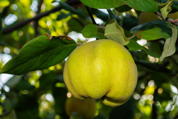 Quince Cydonia oblonga. Ripe fruit quinces on tree. Quince closeup. Soft selective focus.