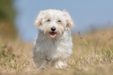 Portrait of a happy dog