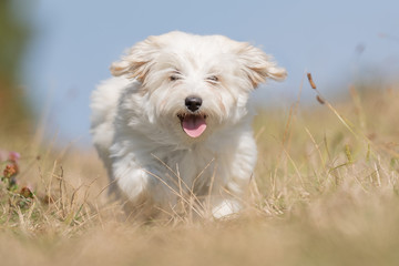 Portrait of a happy dog