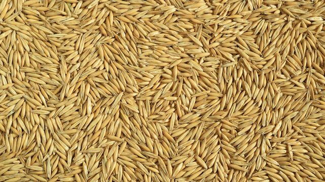 Natural raw shelled oat grains texture. Healthy food and autumn harvest concept background. Closeup. Top view