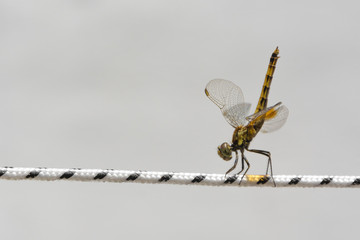 libélula 