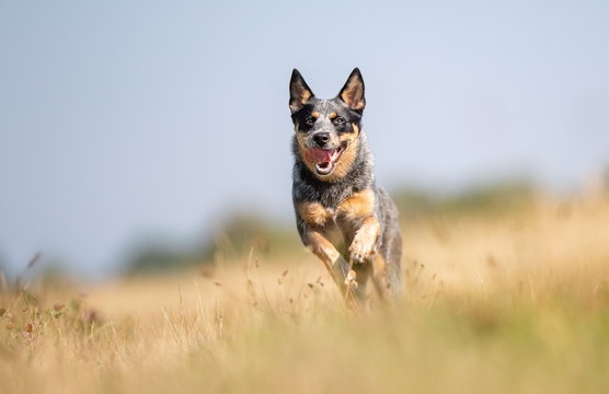 Portrait of a happy dog