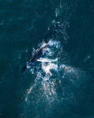 Bird's eye view of humpback whale swimming on a sea surface