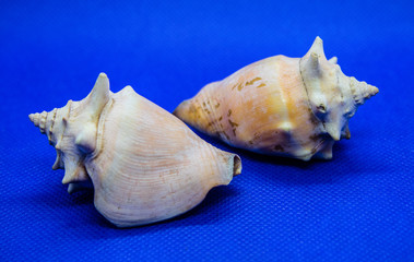 Conchas marinhas encontradas nas praias do Brasil e do Mundo