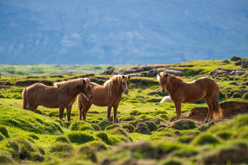 Naklejka na ściany i meble beautiful brown icelandic horses on grazing