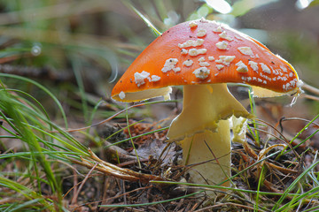 Young amanita muscaria