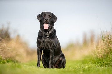 Portrait of a happy dog