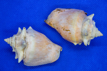 Conchas marinhas encontradas nas praias do Brasil e do Mundo
