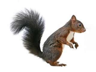 Rode eekhoorn (Sciurus vulgaris), geïsoleerd op een witte achtergrond