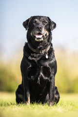 Portrait of a happy dog