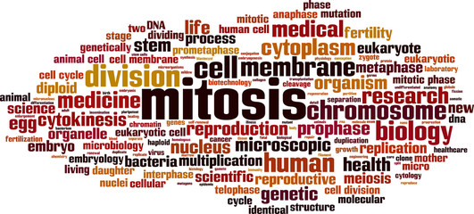 Mitosis word cloud