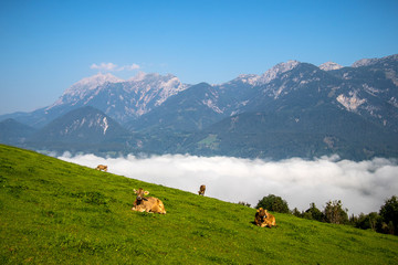Fototapeta na wymiar Cows on a pasture in Schladming-Dachstein region, Austrian Alps