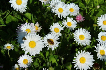 Fototapeta premium field of daisies