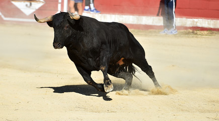 toro bravo espa&ntilde;ol