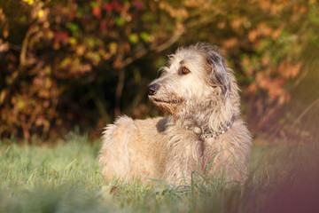 Irischer Wolfshund im Herbst
