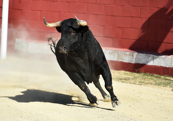 toro bravo español