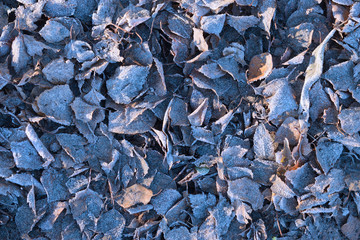 Old foliage covered by hoarfrost. Frosted leaves texture background.