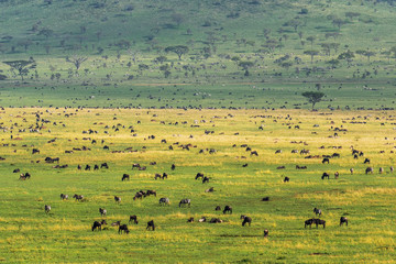 Scenery landscape of Serengeti national park full of animals - obrazy, fototapety, plakaty