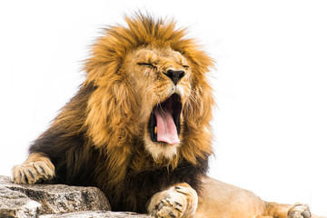 Yawning lion isolated against white background