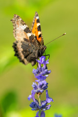 Schmetterling Natur
