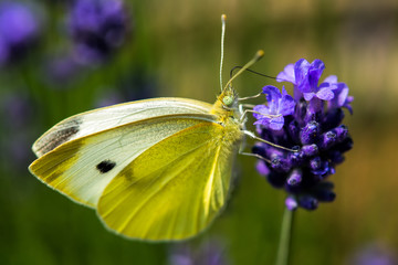 Schmetterling Natur