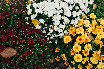 Fototapeta na wymiar Beautiful colorful fresh natural flowers in a pose. Autumn flowers in the garden, top view. Yellow, white and red flowers. Floral background. Autumn mood