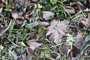 Frozen old brown maple leaves and green grass. Tree foliage and grass covered by hoarfrost. Top view