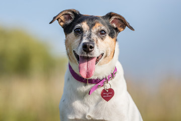 Portrait of a dog