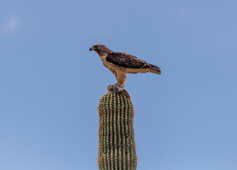 Hawk perched on cactus with rabbit