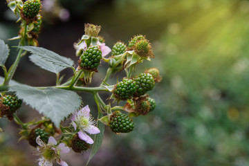 Unripe, green blackberries with pink flowers on a branch and on a bush in the sun in the garden