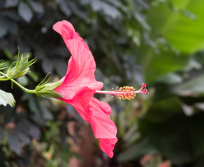 Hibiscus